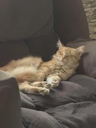 Lost Male Cat last seen Algo Dulce & Aragon, San Antonio, TX 78211