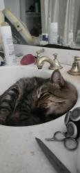 Lost Male Cat last seen Sunshine art gallery , Kaneohe, HI 96744