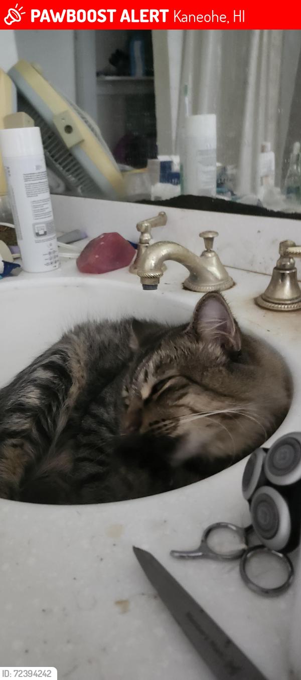 Lost Male Cat last seen Sunshine art gallery , Kaneohe, HI 96744