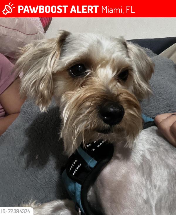 Lost Male Dog last seen Near ne 2 ave miami fl , Miami, FL 33169