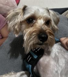 Lost Male Dog last seen Near ne 2 ave miami fl , Miami, FL 33169