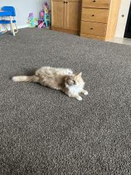 Lost Male Cat last seen Linder and Pine, Meridian, ID 83642