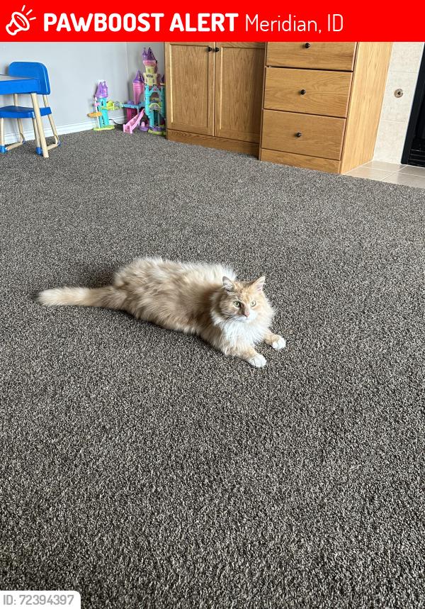 Lost Male Cat last seen Linder and Pine, Meridian, ID 83642