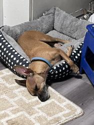 Lost Female Dog last seen Gladstone and Mercer , Los Angeles, CA 91342