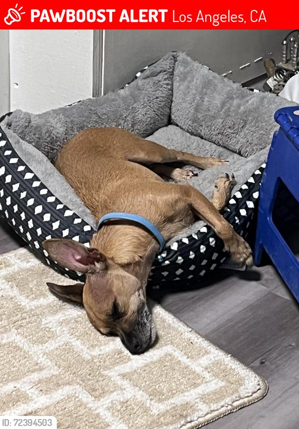 Lost Female Dog last seen Gladstone and Mercer , Los Angeles, CA 91342
