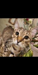 Lost Female Cat last seen Milano community , North Naples, FL 34110