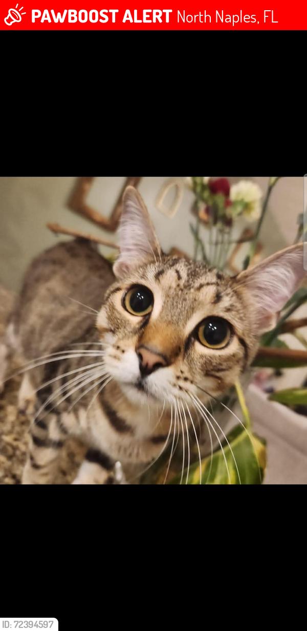 Lost Female Cat last seen Milano community , North Naples, FL 34110