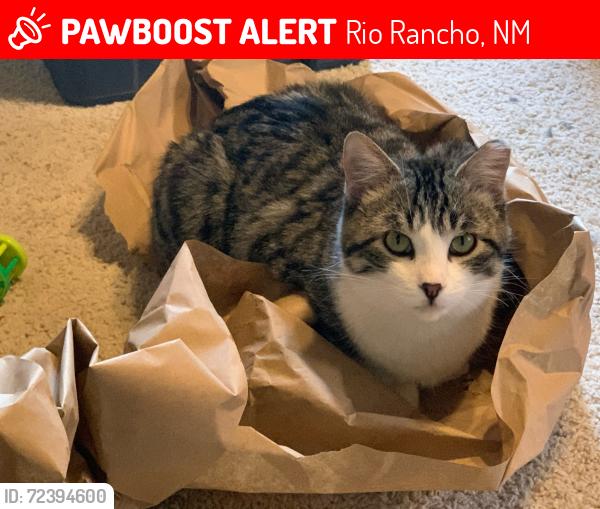 Lost Male Cat last seen Near 23rd Avenue Southeast , Rio Rancho, NM 87124