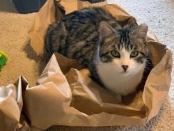 Lost Male Cat last seen Near 23rd Avenue Southeast , Rio Rancho, NM 87124
