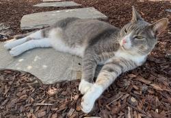 Lost Male Cat last seen Lakeview Ct, Clear Lake Dr, Manresa Park, Summer Lake Dr, Canoe Club, E Cypress Rd, Summer Lake Park, Oakley, CA 94561