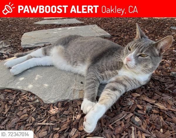 Lost Male Cat last seen Lakeview Ct, Clear Lake Dr, Manresa Park, Summer Lake Dr, Canoe Club, E Cypress Rd, Summer Lake Park, Oakley, CA 94561