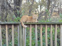 Lost Male Cat last seen Mount Vernon Nature Park, Mount Vernon, IA 52314