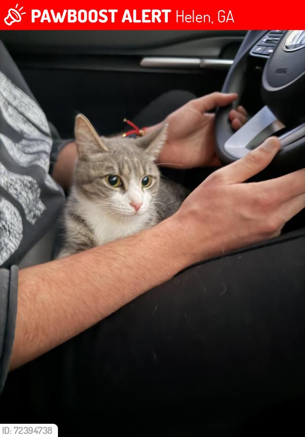 Lost Female Cat last seen Near S Main St, Helen, GA 30545, Estados Unidos, Helen, GA 30545