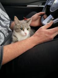 Lost Female Cat last seen Near S Main St, Helen, GA 30545, Estados Unidos, Helen, GA 30545