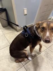 Reunited Female Dog last seen legends on the Green apmts, San Antonio, TX 78232