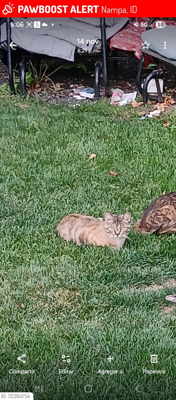 Lost Female Cat last seen Nampa Idaho 7th, Nampa, ID 83687