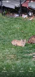 Lost Female Cat last seen Nampa Idaho 7th, Nampa, ID 83687