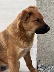 Lost Male Dog last seen Pajarito and coors, Bernalillo County, NM 87121