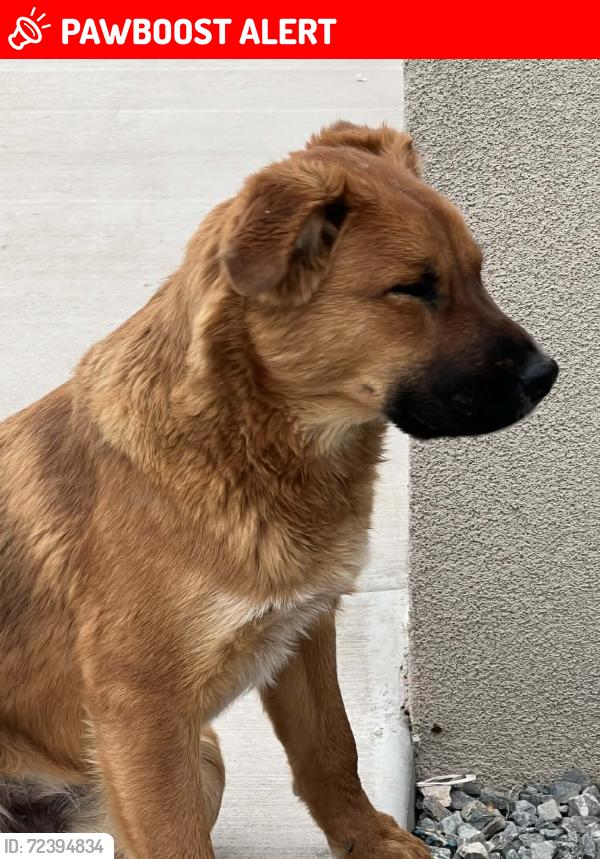 Lost Male Dog last seen Pajarito and coors, Bernalillo County, NM 87121