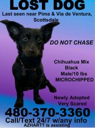 Lost Male Dog last seen Hayden and McCormick parkway , Maricopa County, AZ 85258
