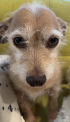 Lost Male Dog last seen Near Spotswood Country Club golf course, behind Applebees, Country Club Rd, Harrisonburg, VA 22802