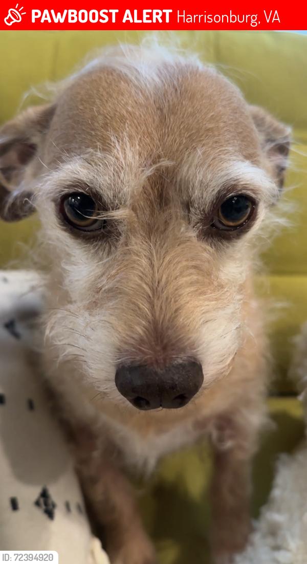 Lost Male Dog last seen Near Spotswood Country Club golf course, behind Applebees, Country Club Rd, Harrisonburg, VA 22802