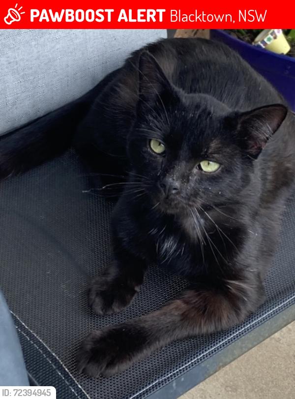 Lost Male Cat last seen Juniper way, Blacktown, NSW 2148