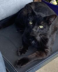 Lost Male Cat last seen Juniper way, Blacktown, NSW 2148