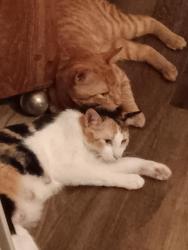 Lost Male Cat last seen BJs Restaurant , Moreno Valley, CA 92553