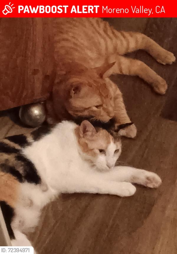 Lost Male Cat last seen BJs Restaurant , Moreno Valley, CA 92553