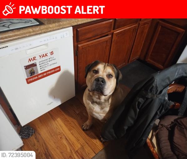 Lost Male Dog last seen 30th and Uintah St, local park, Colorado Springs, CO 80904