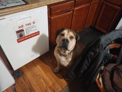 Lost Male Dog last seen 30th and Uintah St, local park, Colorado Springs, CO 80904