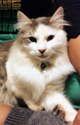 Lost Male Cat last seen Sunset Rd / Edmore blvd, Charlotte, NC 28216