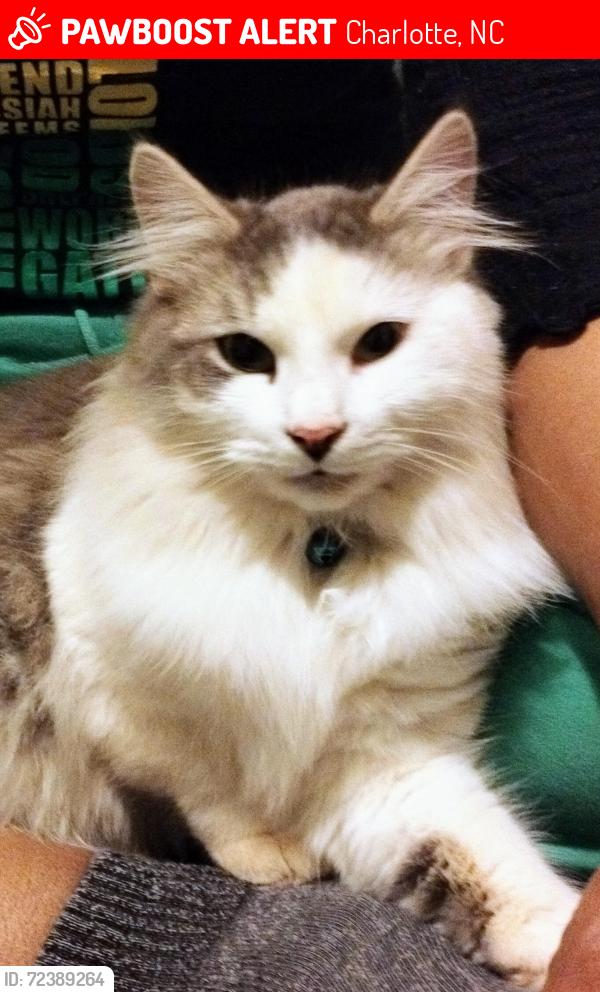 Lost Male Cat last seen Sunset Rd / Edmore blvd, Charlotte, NC 28216