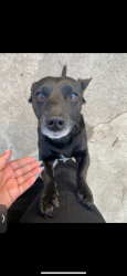 Lost Male Dog last seen Freeman Avenue and Century Blvd, Inglewood, CA 90304