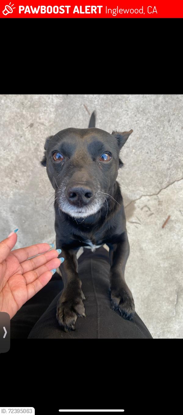 Lost Male Dog last seen Freeman Avenue and Century Blvd, Inglewood, CA 90304
