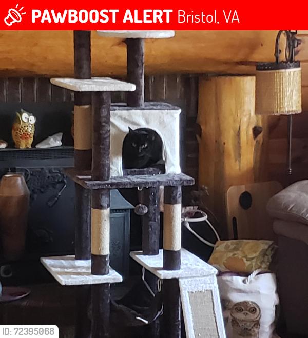 Lost Female Cat last seen Rhode island and texas or mlk jr Blvd and Columbia, Bristol, VA 24201