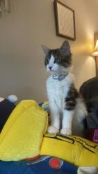 Lost Male Cat last seen Behind Mr postman, Searcy, AR 72143