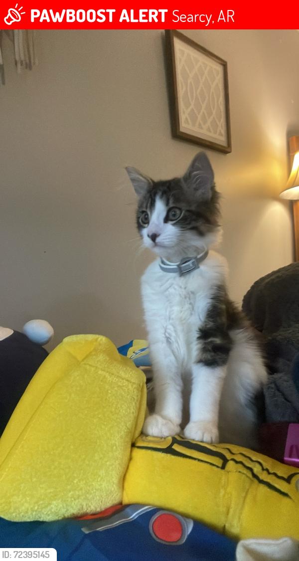 Lost Male Cat last seen Behind Mr postman, Searcy, AR 72143