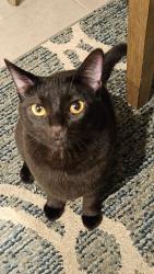 Lost Female Cat last seen Magnet and Ridge valley, Irvine, CA 92618