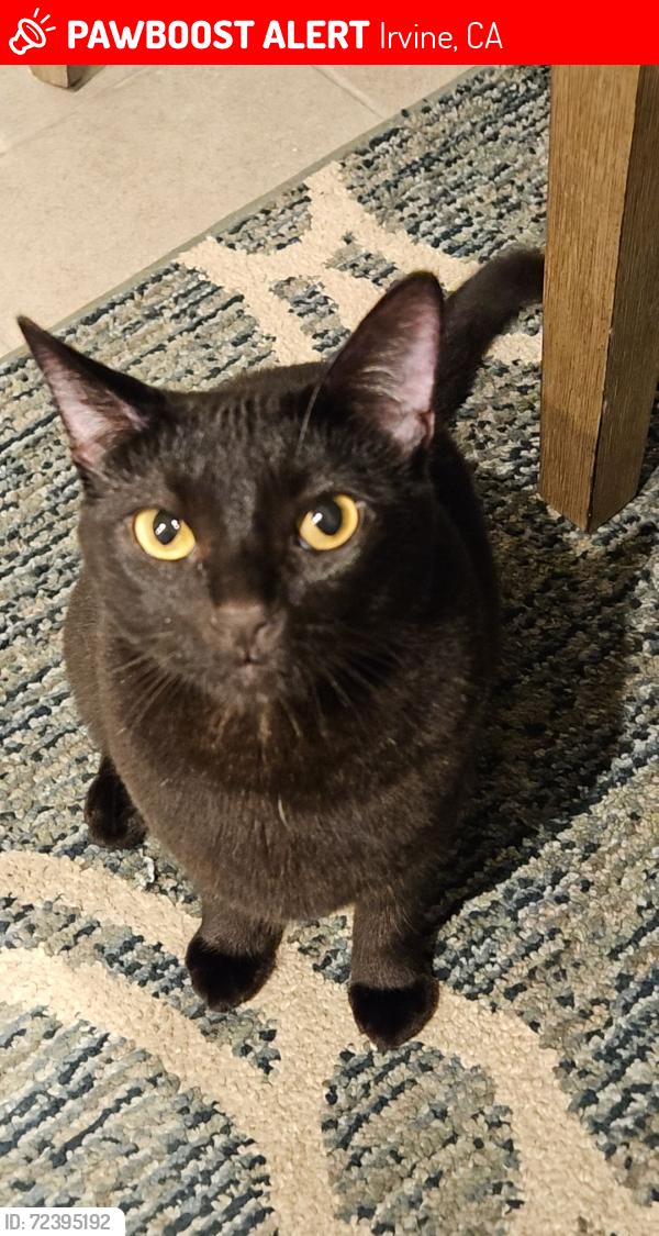 Lost Female Cat last seen Magnet and Ridge valley, Irvine, CA 92618