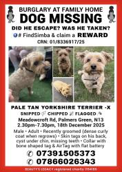 Lost Male Dog last seen Avondale road, green lanes, stonard road, Eaton park road , Greater London, England N13 4DS