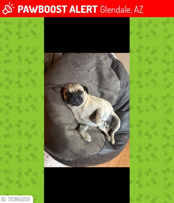 Lost Male Dog last seen 45th Ave North of Bethany  Rd, Glendale, AZ 85301