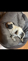 Lost Male Dog last seen 45th Ave North of Bethany  Rd, Glendale, AZ 85301