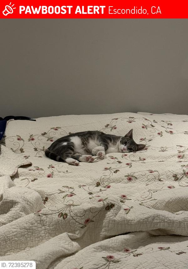 Lost Female Cat last seen Oak Hill Dr and Midway, Escondido, CA 92027