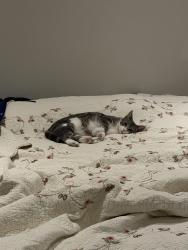 Lost Female Cat last seen Oak Hill Dr and Midway, Escondido, CA 92027