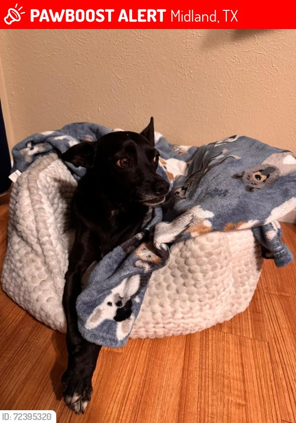 Lost Male Dog last seen Front yard of my house, Midland, TX 79703