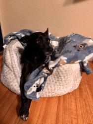 Lost Male Dog last seen Front yard of my house, Midland, TX 79703