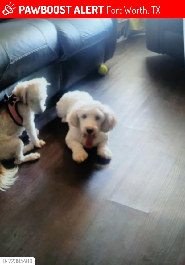 Lost Male Dog last seen North, Fort Worth, TX 76052