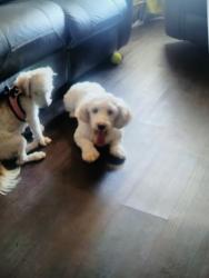 Lost Male Dog last seen North, Fort Worth, TX 76052